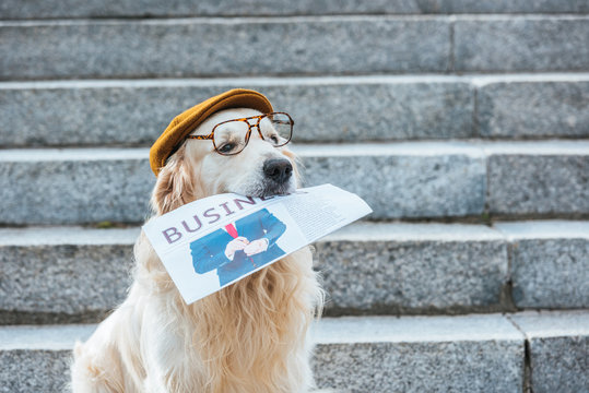 retriever dog in cap and eyeglasses holding business newspaper