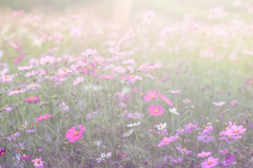 Beautiful pink and colorful pastel flower field,blur flowers  for background