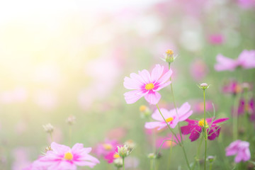 Beautiful pink and colorful pastel flower field,blur flowers for background