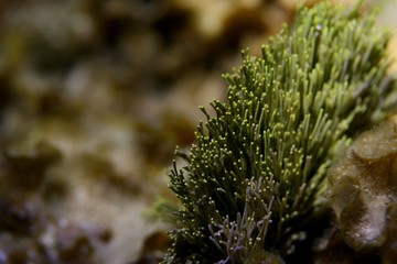 Underwater plant life