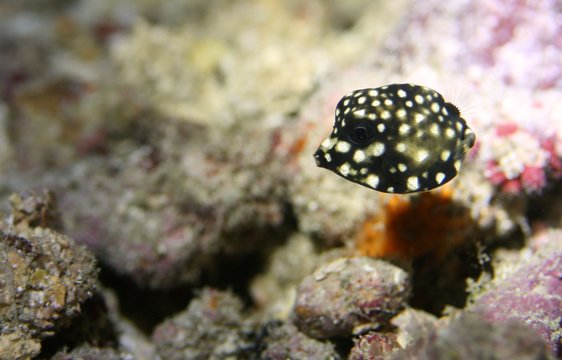 Bouncing Baby Trunkfish