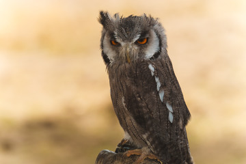 Birds of prey