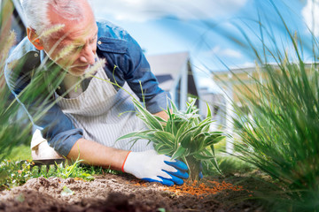 Grey-haired gardener. Caring grey-haired gardener wearing white gloves enriching the soil near...