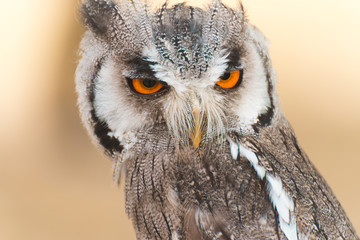 Birds of prey
