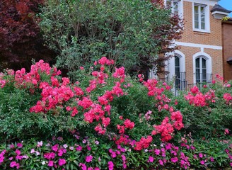 Fototapeta na wymiar hedge of roses around a house