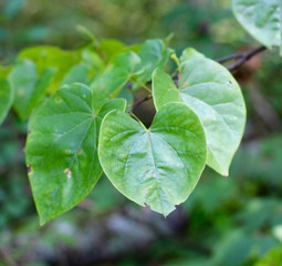 The texture of the green summer leaves on the tree branch