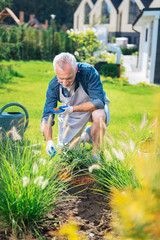 Garden bed. Bearded mature man wearing striped apron over his blue shirt working in his garden bed