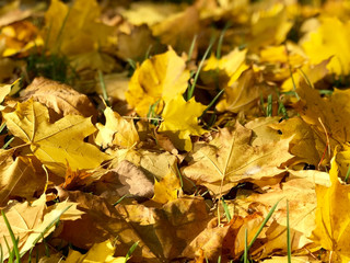 Yellow fall leaves background
