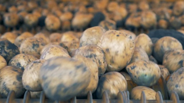 Newly dug-out potatoes inside of an industrial machine. Harvesting concept.