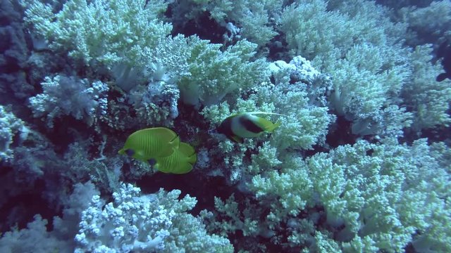 Life on a beautiful soft coral reef. Yellow Broccoli coral - Litophyton arboreum, Red Sea, Marsa Alam, Egypt   