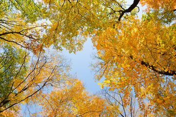 Top of trees of autumn forest in the colors of autumn