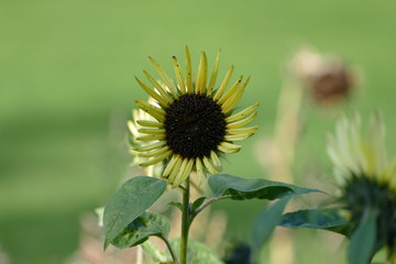 Sunflower small