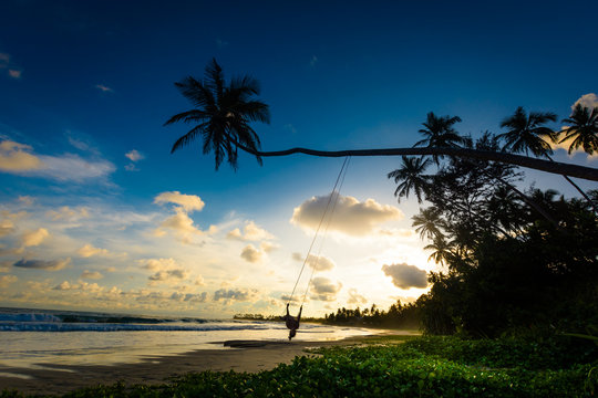 A female tourist is enjoying sunset on a palm swing in Sri Lanka. Palm swings are popular attractions around Dalawella and Dickwella beaches