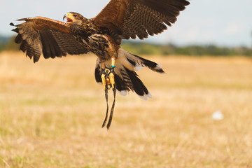Hawk in flight
