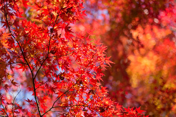 20171125_8543_光が丘公園