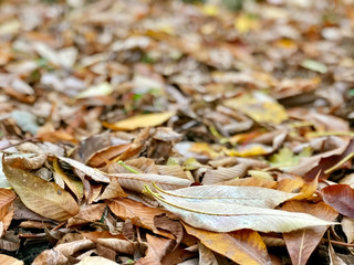 Brown leaves on the ground, close up
