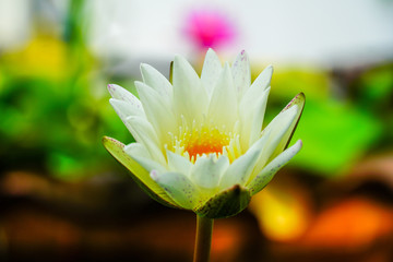 lotus flower