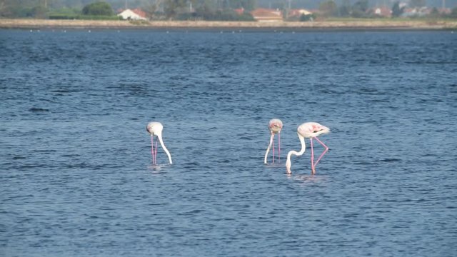 Flamingos on the banks of the Ria de Aveiro delta, Portugal.