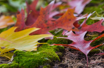 macro colors of fall leaves on mossy ground. yellow, red and orange details of autumn. 
