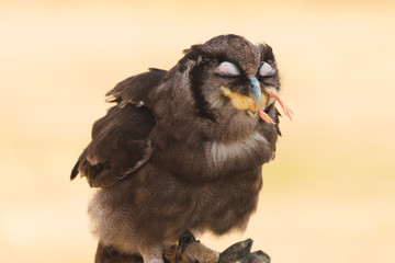 Owl time