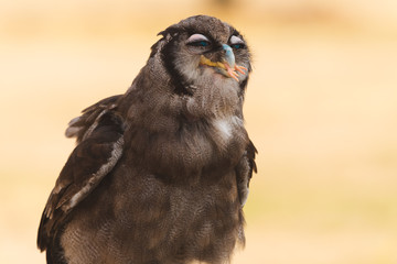 Owl time