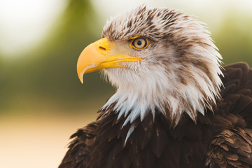 American Bald Eagle