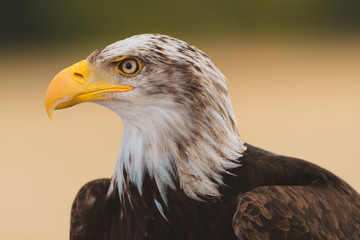 American Bald Eagle