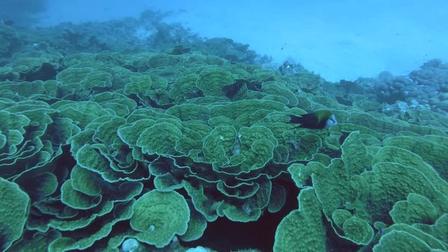 Large coral colonies Mycedium - Red Sea, Marsa Alam, Egypt   
