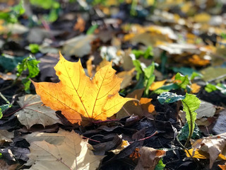 Yellow maple leaf on the ground, close up

