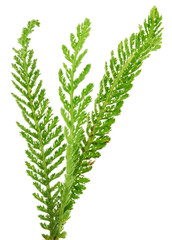 Yarrow leaf  isolated.