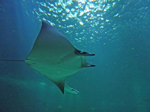 Raie manta,  Aquarium de Boulogne sur Mer