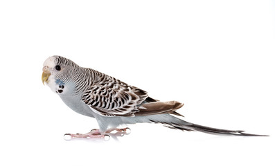 Budgerigar in studio