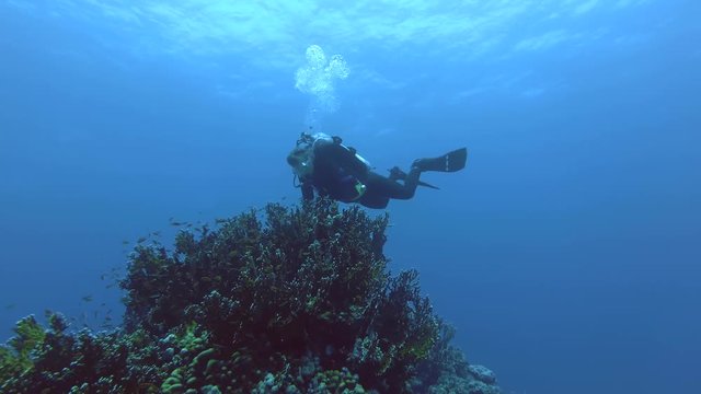 Female scuba diver look at on school of Anthias swim over beautiful coral reef. Lyretail Anthias&nbsp;or Sea Goldie &nbsp;- Pseudanthias squamipinnis and Net Fire Coral - Millepora dichotoma, Red sea 