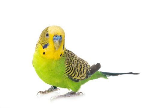 Budgerigar in studio