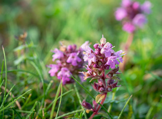 Wild Creeping Thyme (Thymus Serpyllum)