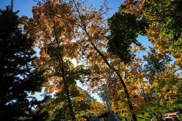 autumn landscape with orange leaves