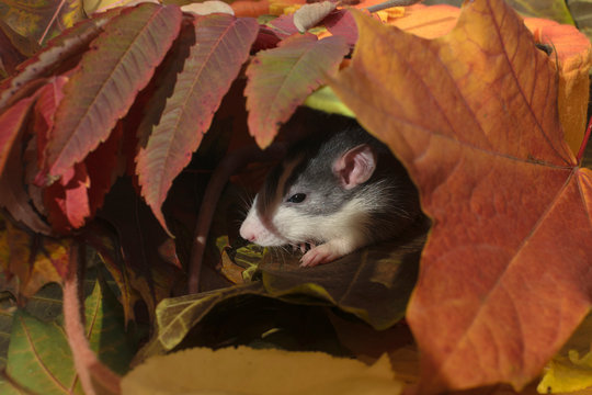 rat autumn, great composition for the new year calendar