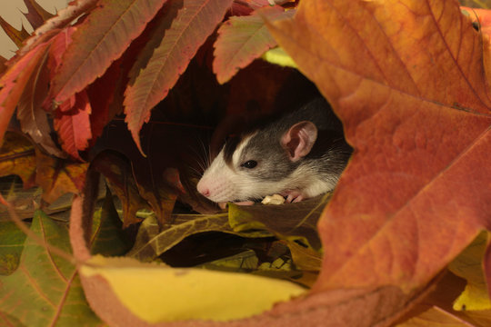 rat autumn, great composition for the new year calendar