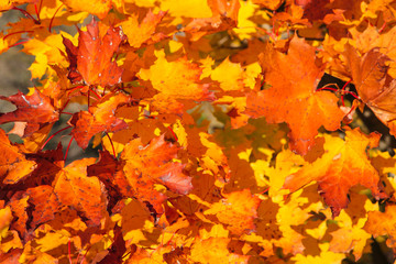 Naklejka na ściany i meble autumn landscape with orange leaves