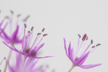 Allium-Blüten in Großaufnahme