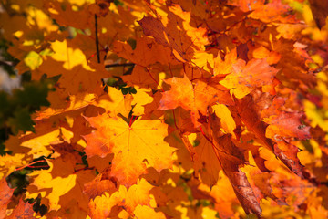 Fototapeta na wymiar autumn landscape with orange leaves