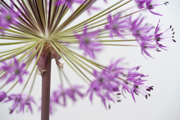 Allium-Blüten in Großaufnahme