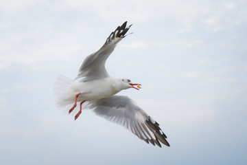 Seagull eating food in the sky from human throw,Samut Prakan province,Thailand.