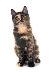 Fototapeta premium kitten in studio