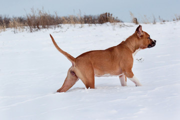 Cute american staffordshire terrier is walking on a white snow. Pet animals.
