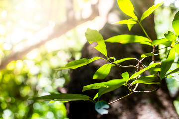 Green leaves in the forest and bokeh background
