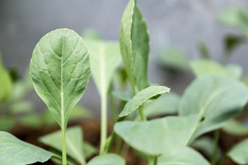 Fototapeta na wymiar Chinese kale, Vegetable in the garden.