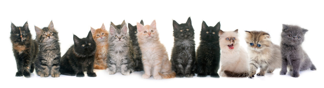 group of kitten