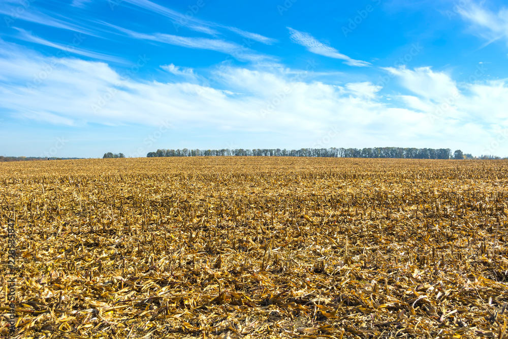 Wall mural post-harvest residues of corn on the field before being processed into the soil as organic