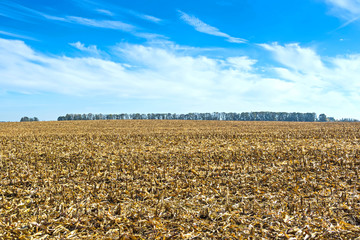 post-harvest residues of corn on the field before being processed into the soil as organic